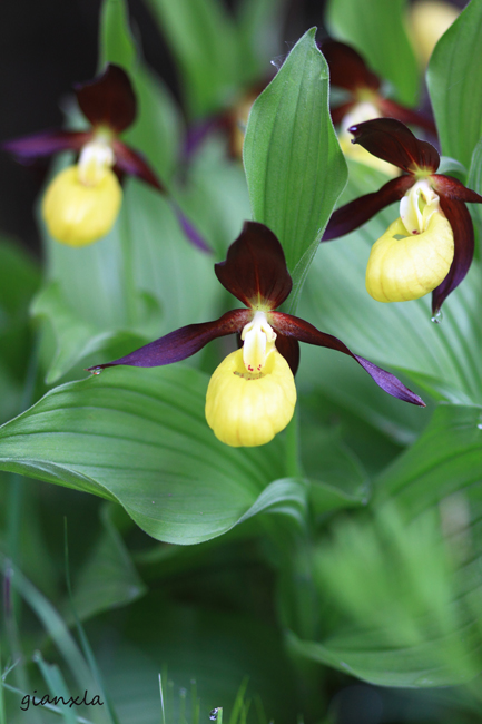 Cypripedium calceolus